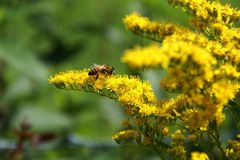 Biene beim Goldschürfen