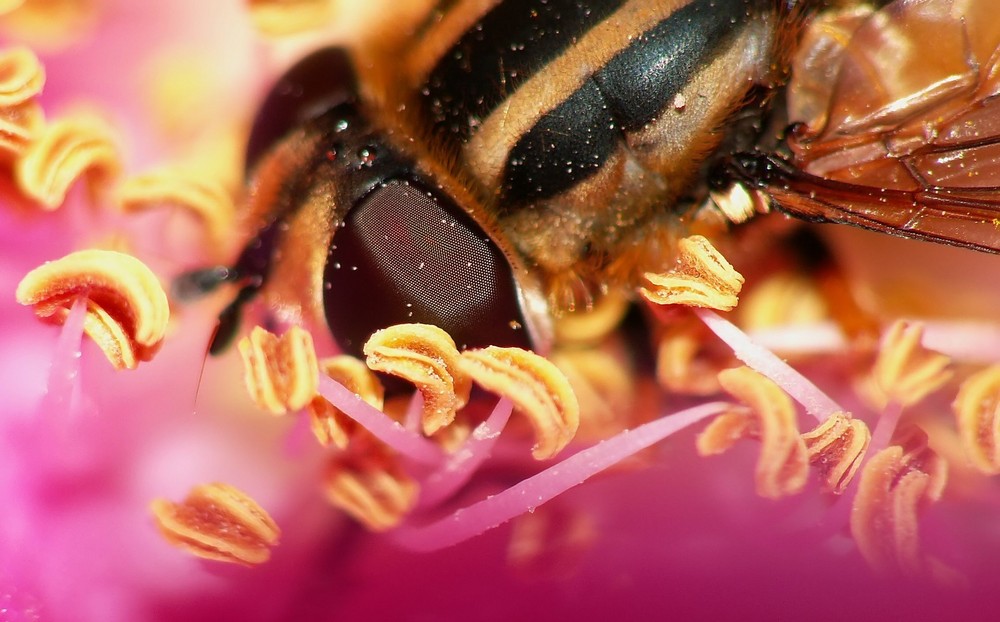 Biene beim Herbstputz