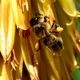 Biene beim Honig sammeln
