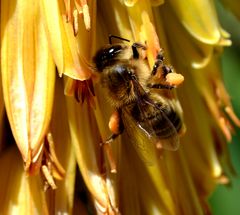 Biene beim Honig sammeln