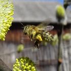 Biene beim Honig sammeln.