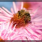 Biene beim Honigsammeln