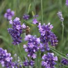 Biene beim Lavendelbesuch