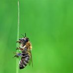 Biene beim Mittagsschlaf