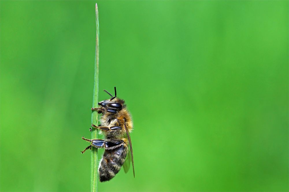 Biene beim Mittagsschlaf