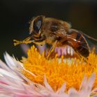 Biene beim Morgenputz