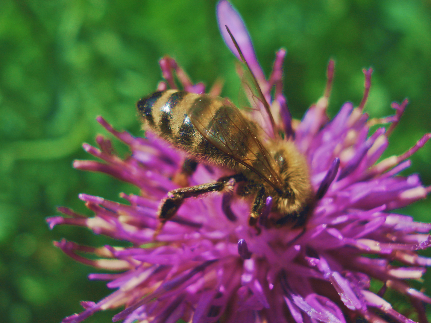 Biene beim Naschen