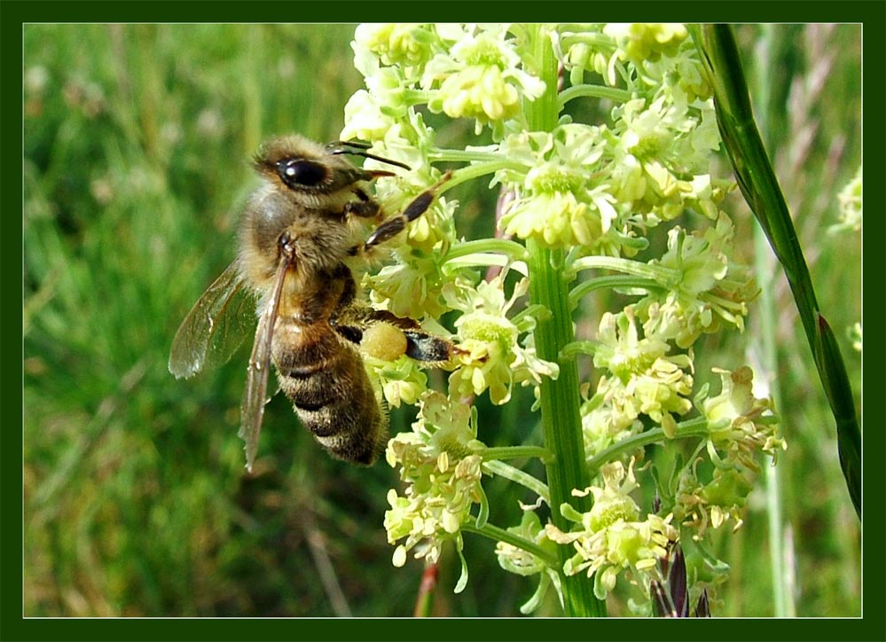 Biene beim Naschen