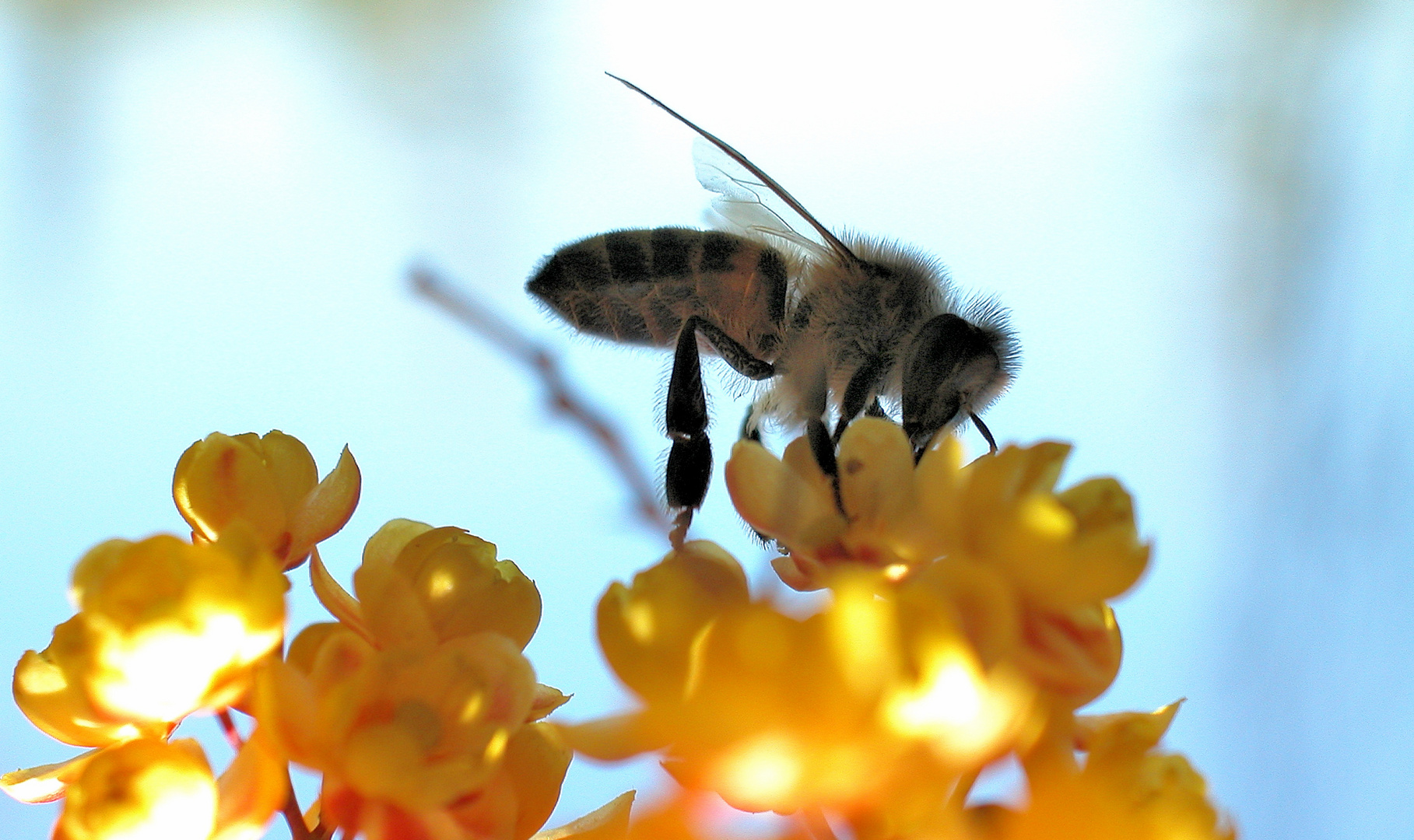 Biene beim Naschen