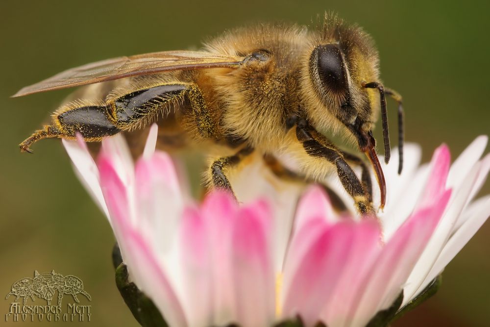 Biene beim Naschen