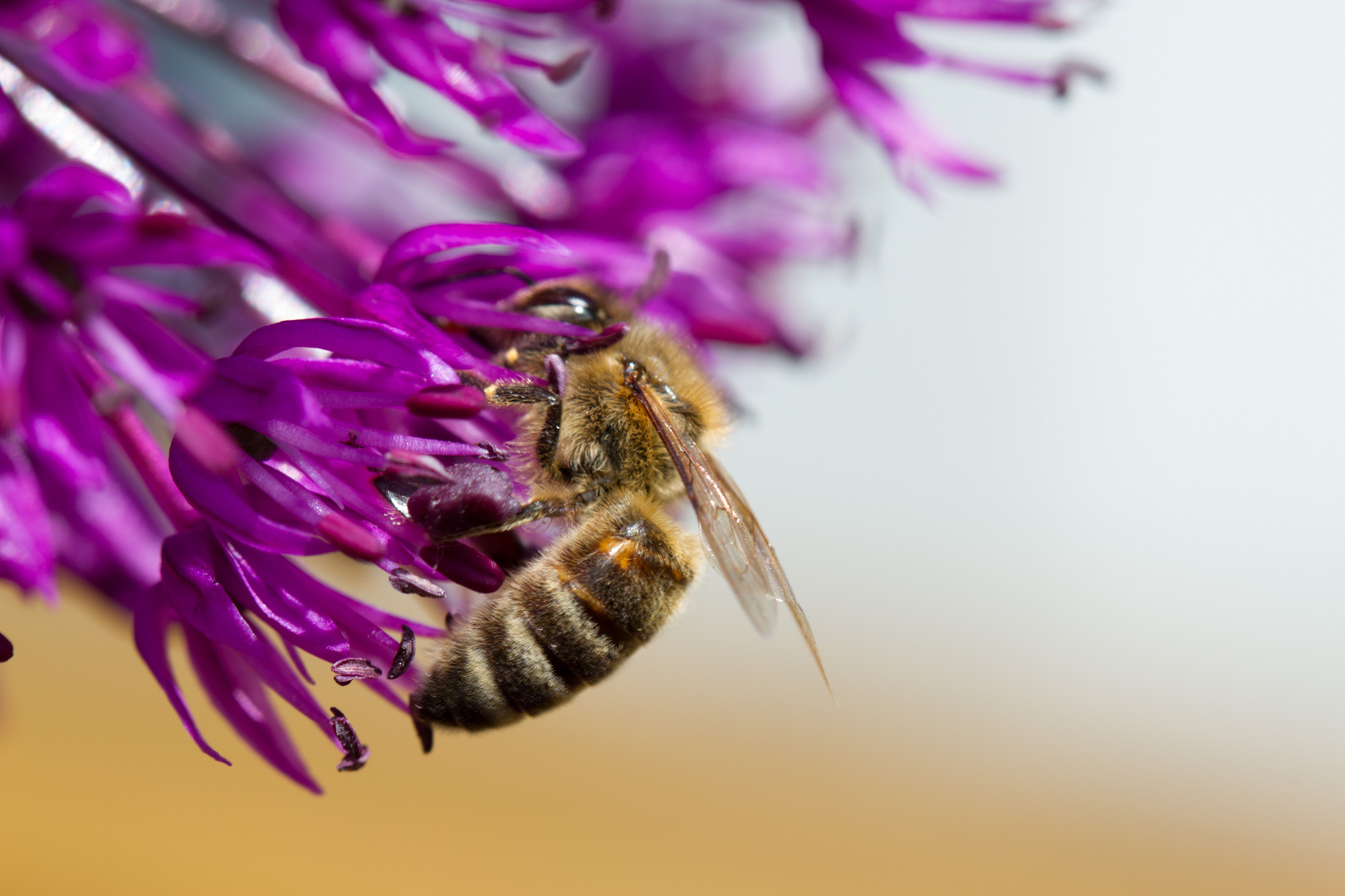 Biene beim Naschen