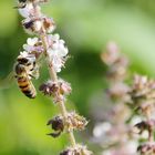 Biene beim Naschen erwischt