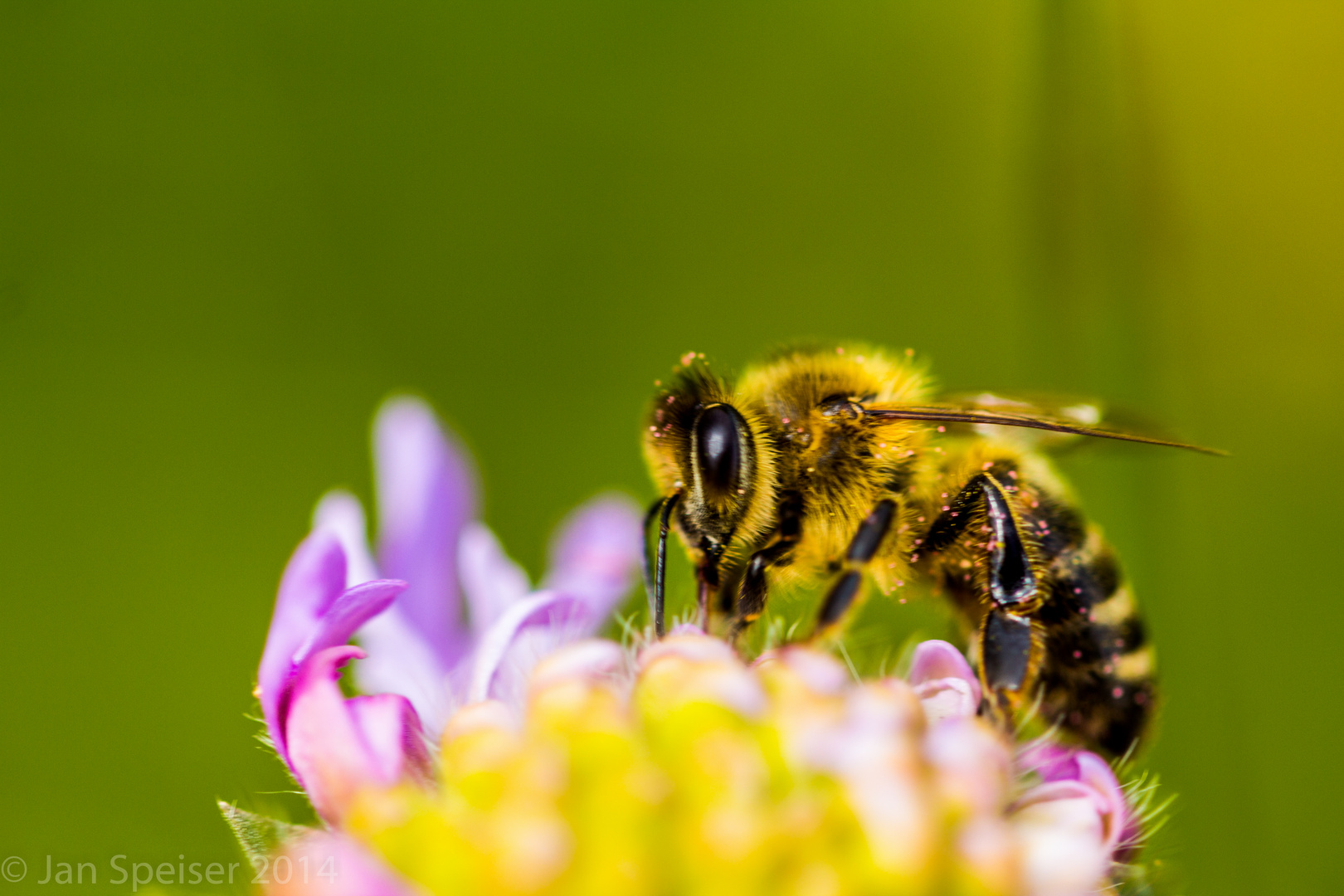 Biene beim Nektar