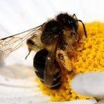 Biene beim Nektar sammeln
