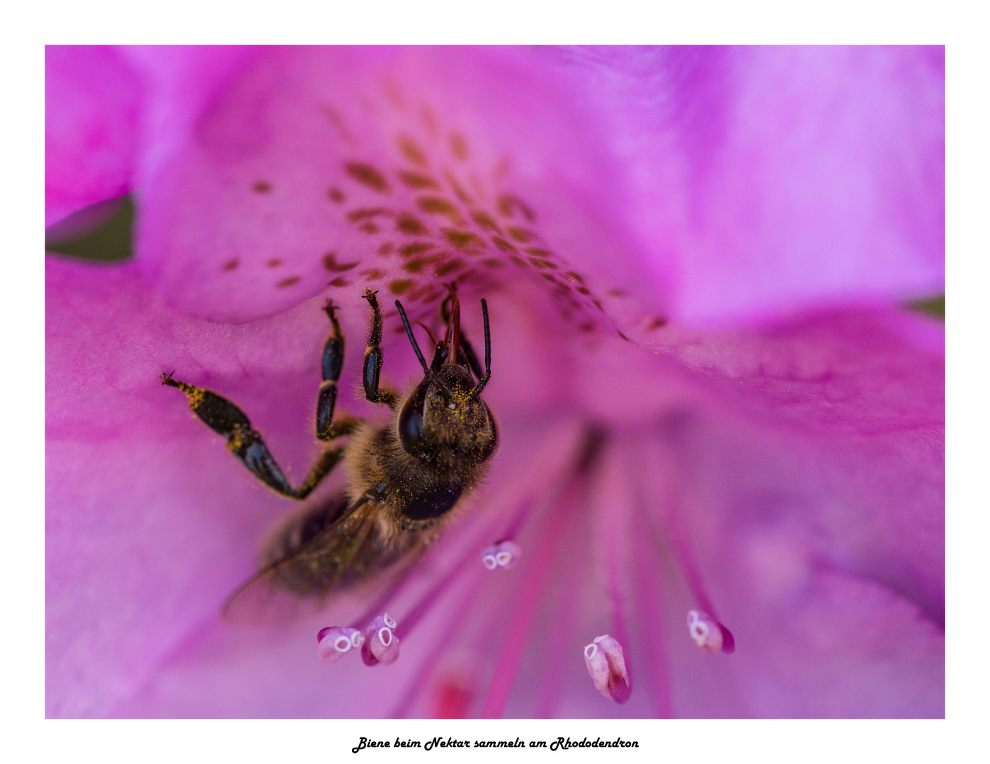 Biene beim Nektar sammeln am Rhododendron