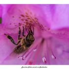 Biene beim Nektar sammeln am Rhododendron