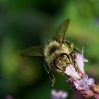Biene beim Nektar saugen
