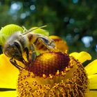 Biene beim Nektar schlürfen