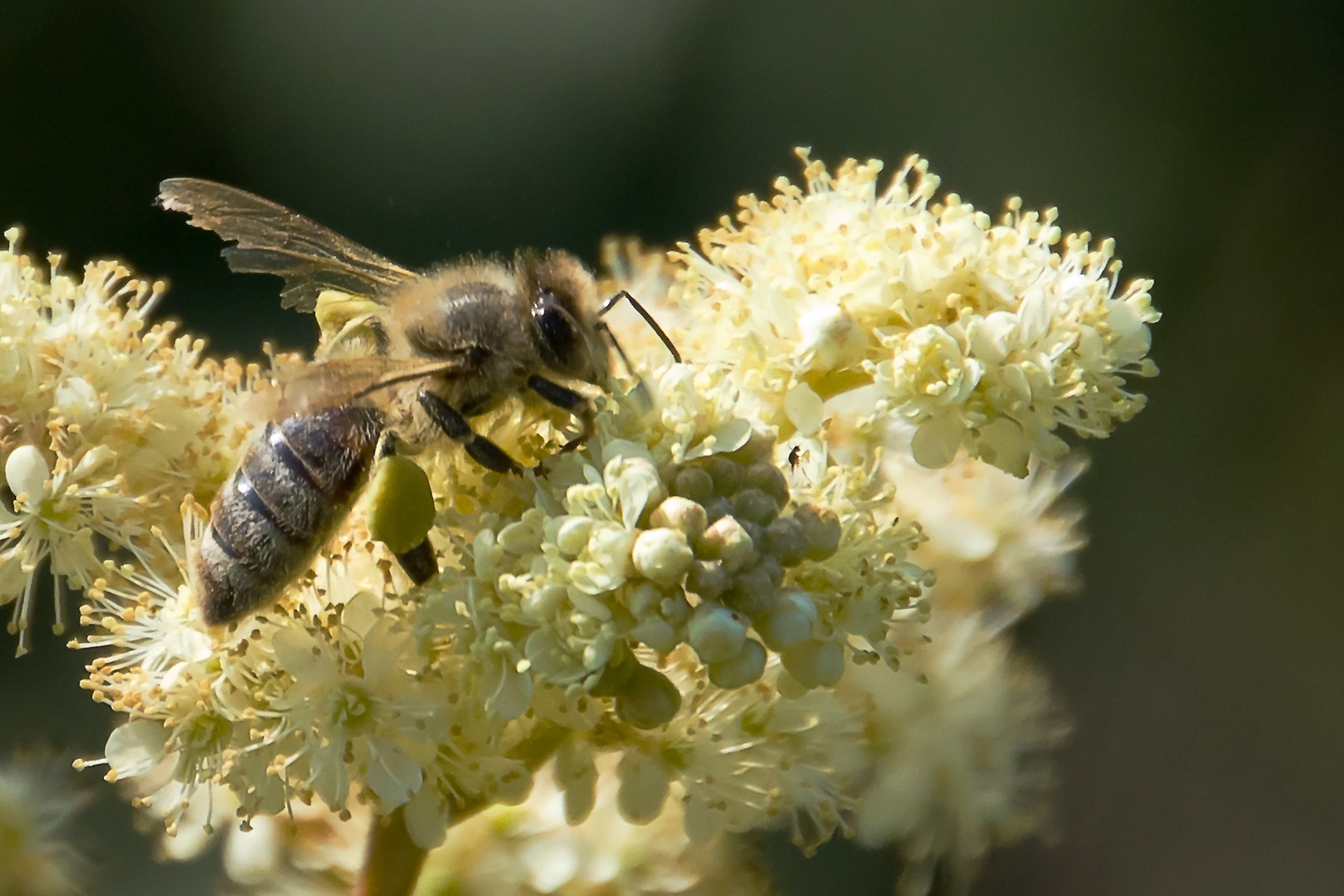 Biene beim Nektarsammeln / Bee collecting nectar