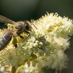 Biene beim Nektarsammeln / Bee collecting nectar