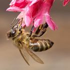 Biene beim Nektarschlürfen