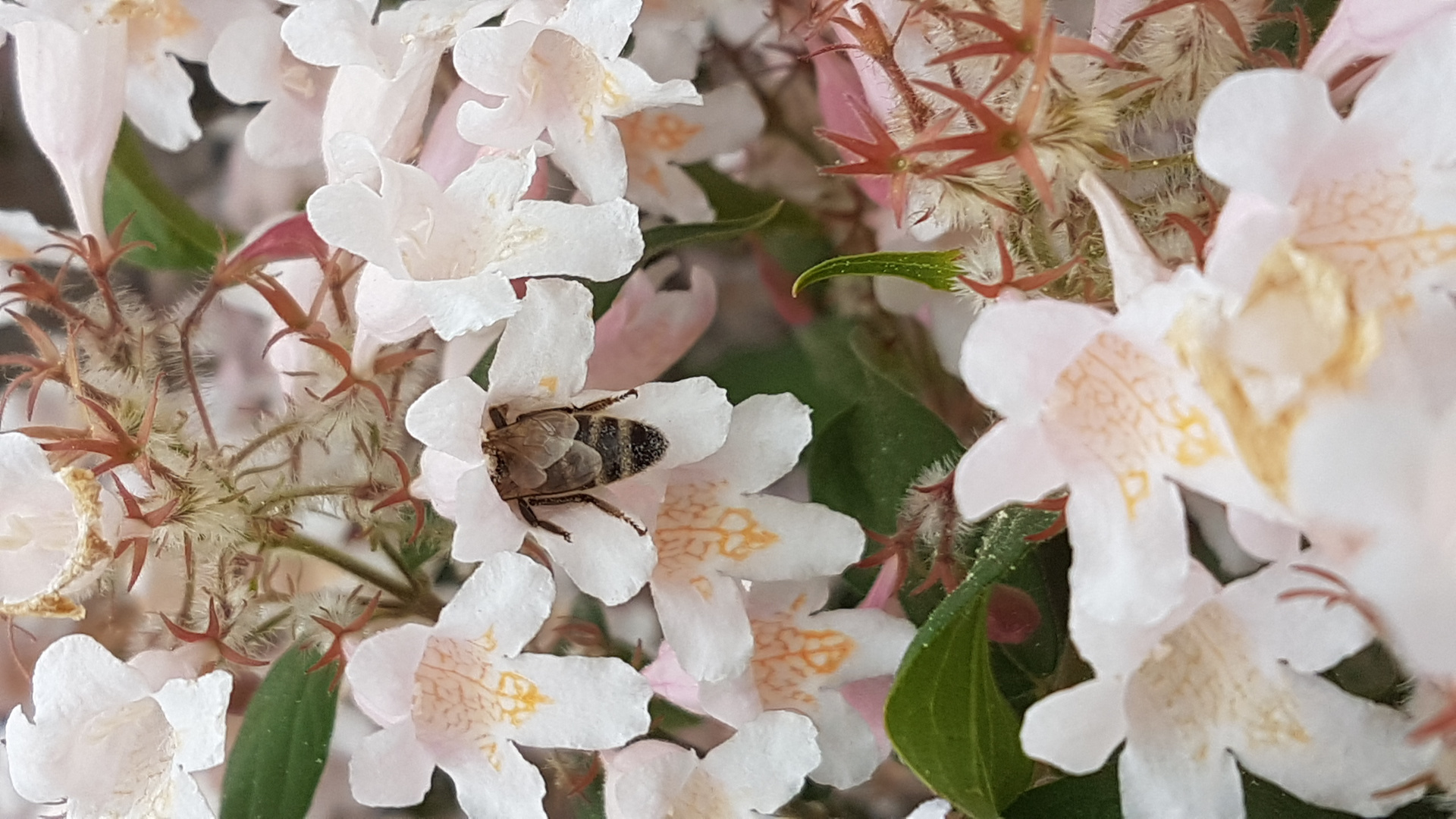 Biene beim Nektartanken