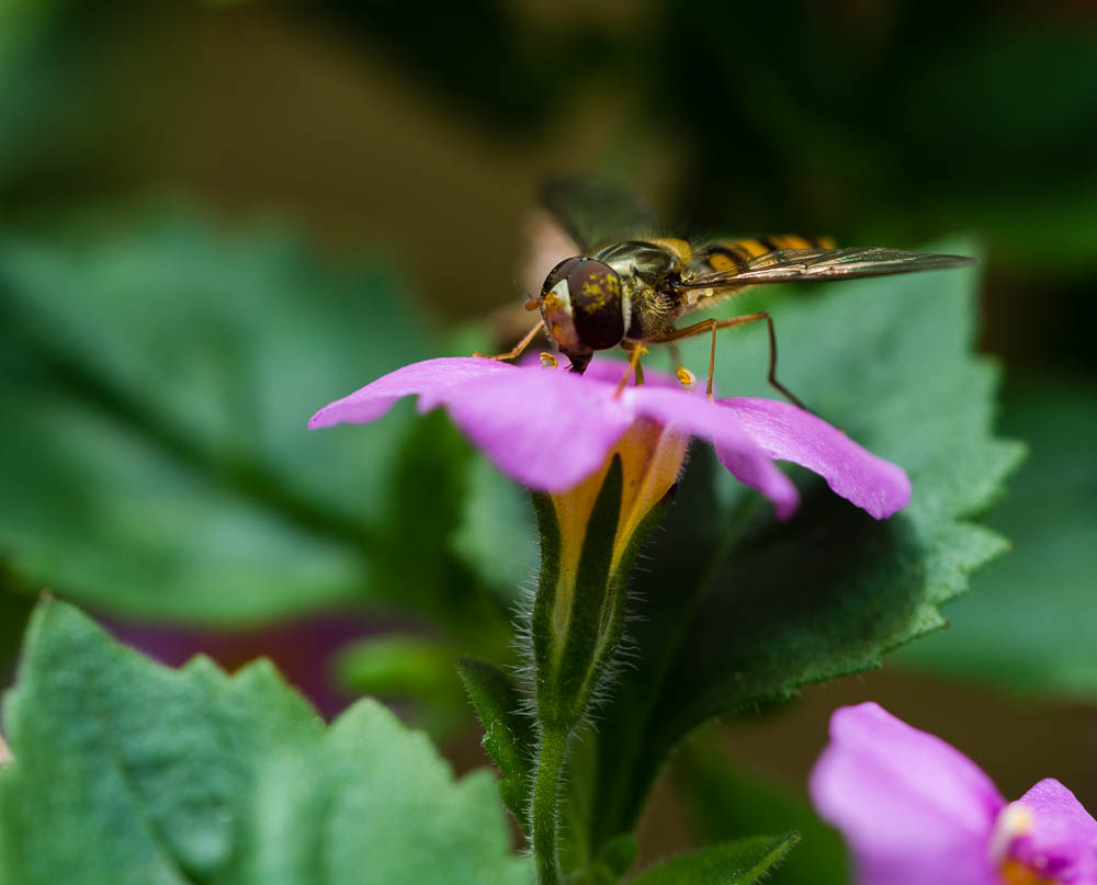 Biene  beim pollen sameln