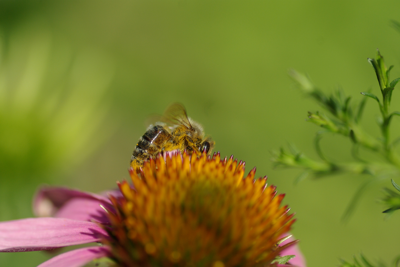 Biene beim Pollen sammeln