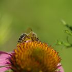 Biene beim Pollen sammeln