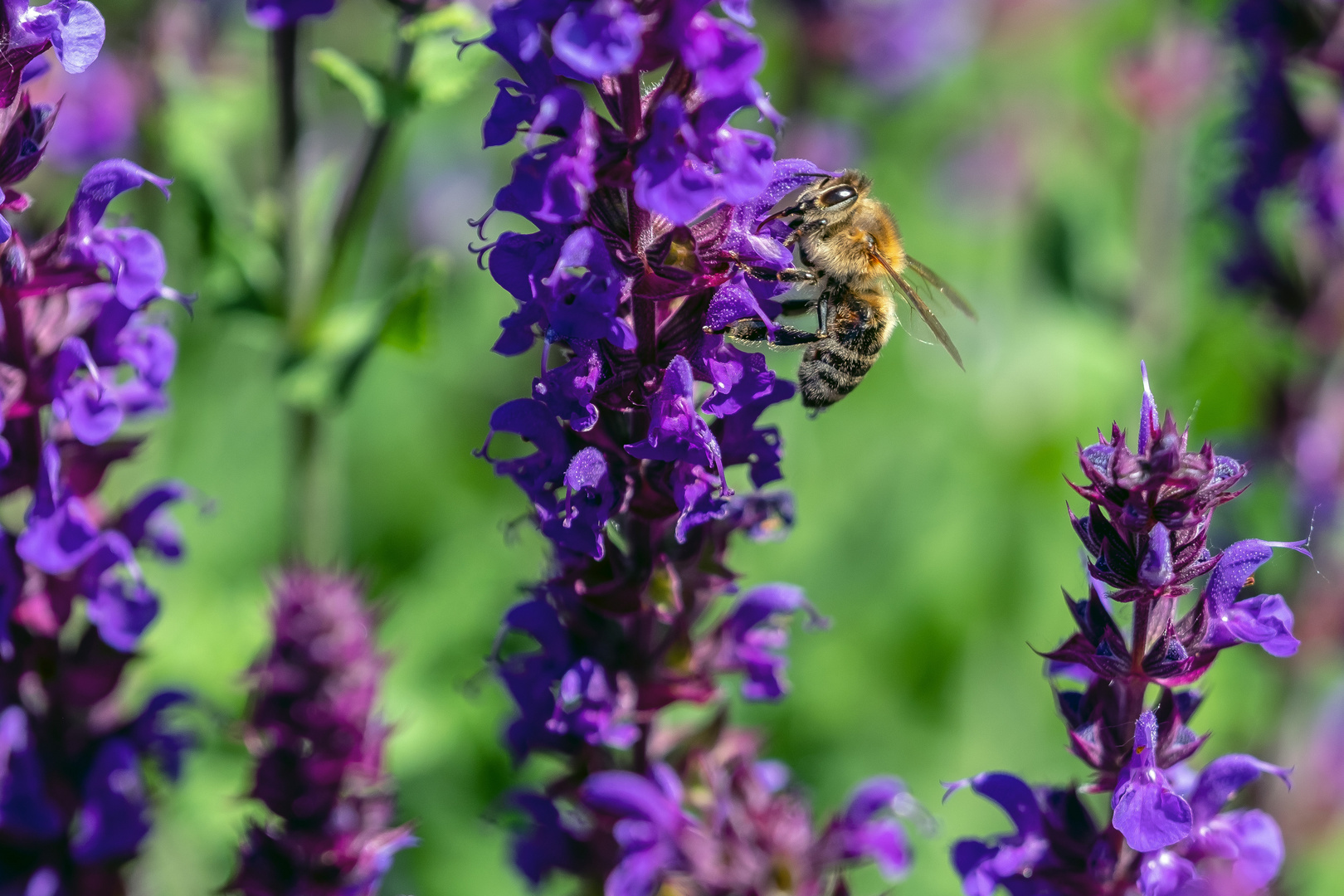 Biene beim Pollen sammeln