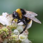 Biene beim Pollen sammeln