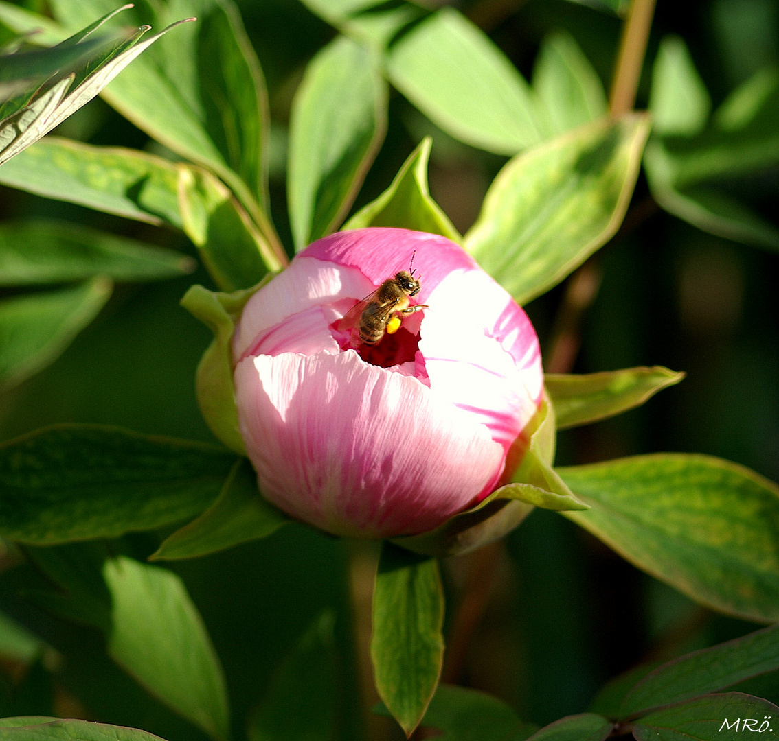 Biene beim Pollen sammeln !