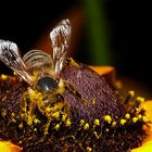 Biene beim Pollenbad