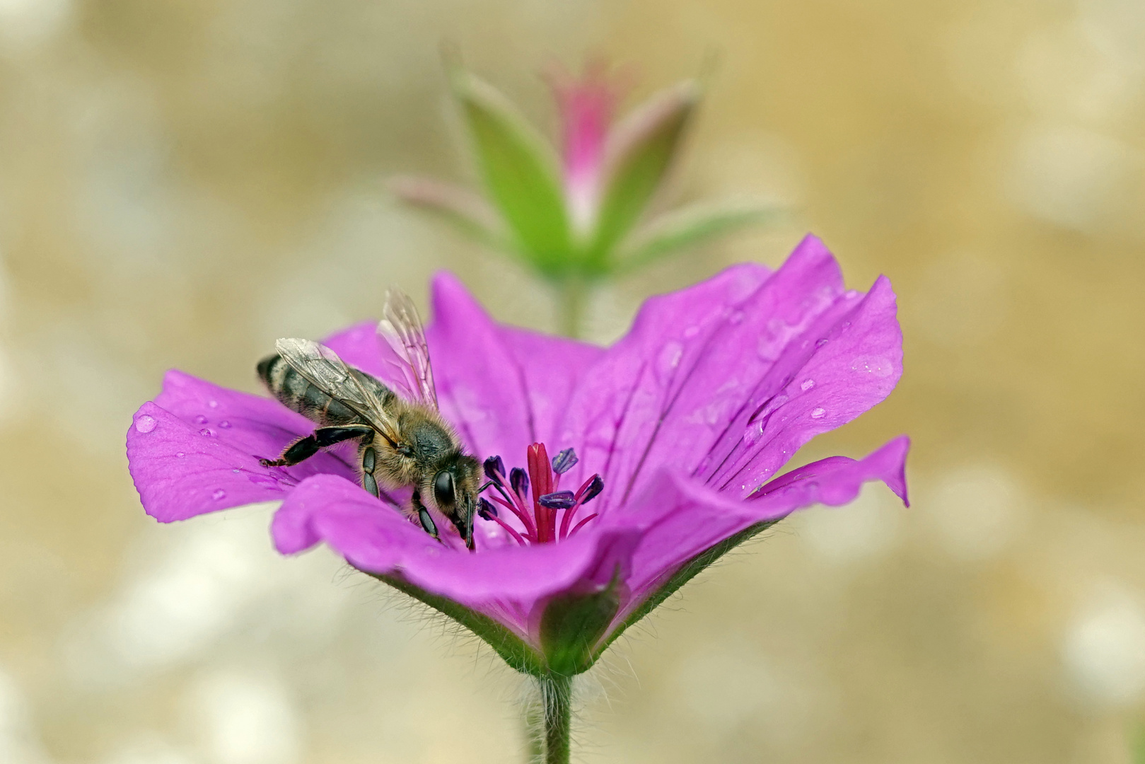 Biene beim Pollensammeln