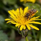 Biene beim Pollensammeln