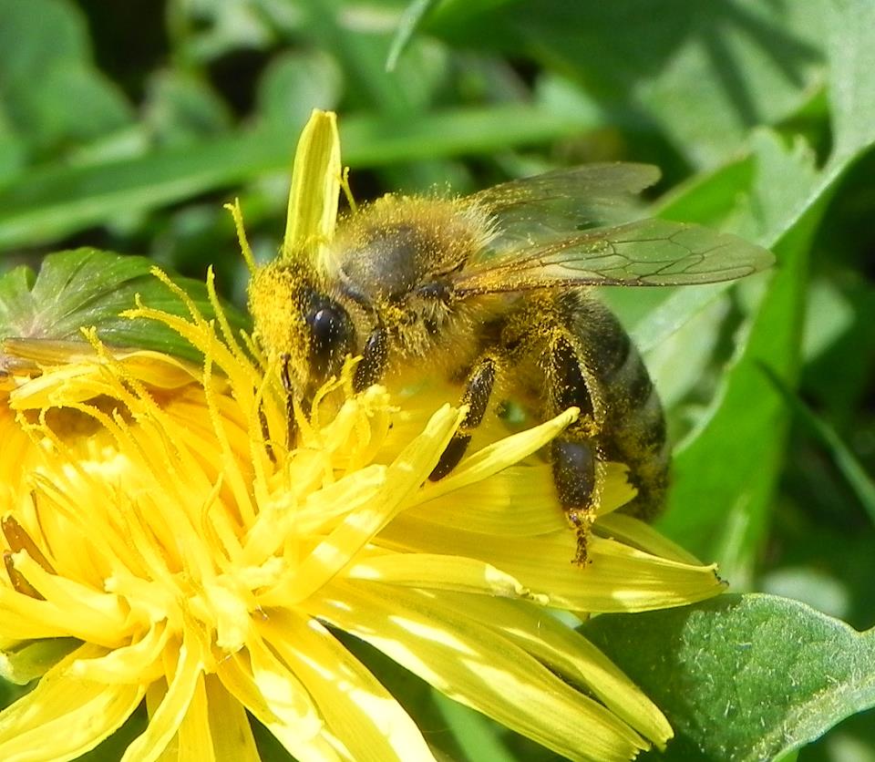 Biene beim Sammeln von redbullstmk 