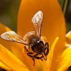 Biene beim sammeln