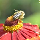 Biene beim Sammeln von Nektar