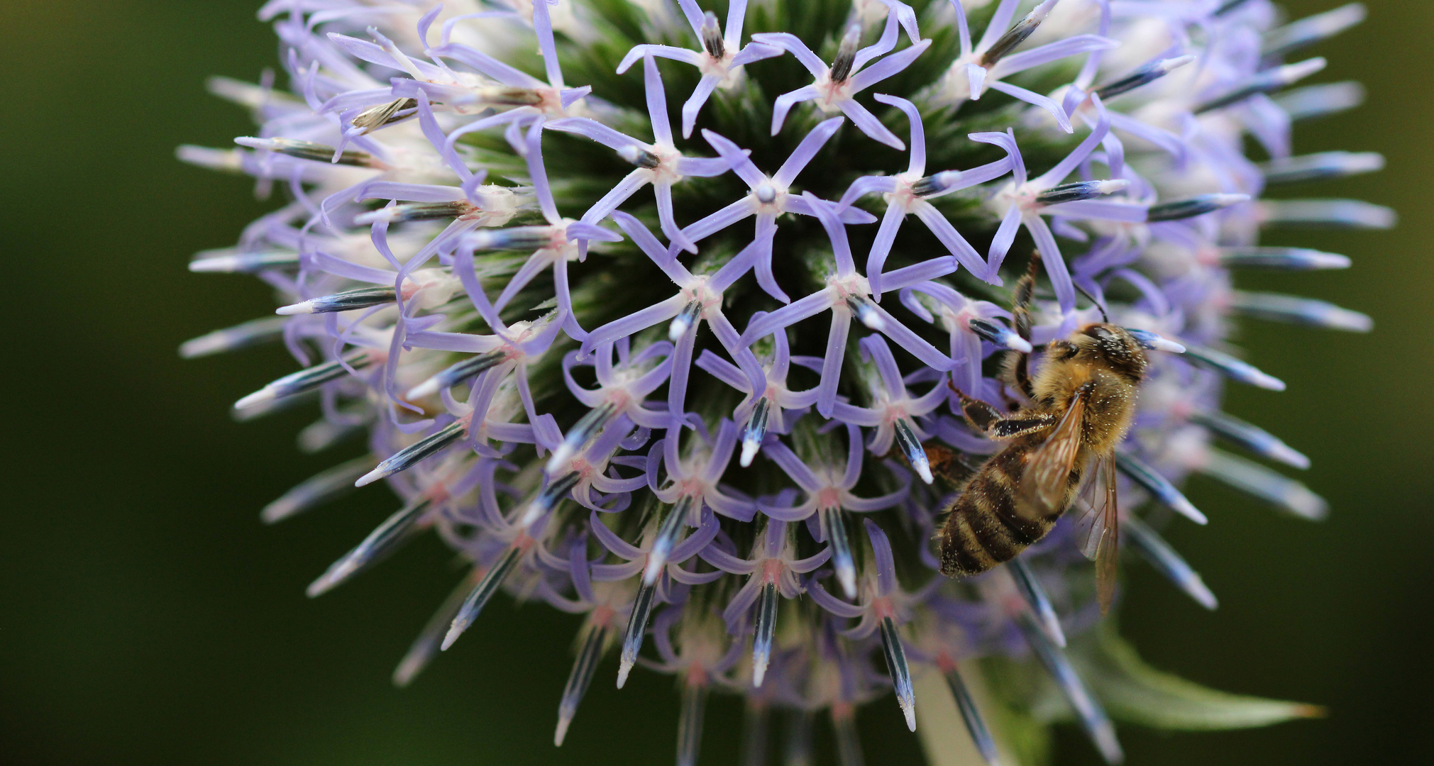 Biene beim sammeln von Nektar und Pollen.