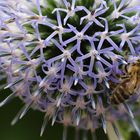 Biene beim sammeln von Nektar und Pollen.