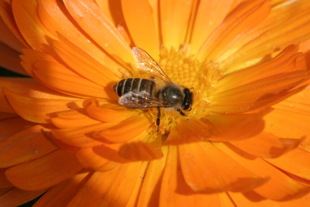 Biene beim Sonnetanken