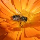 Biene beim Sonnetanken