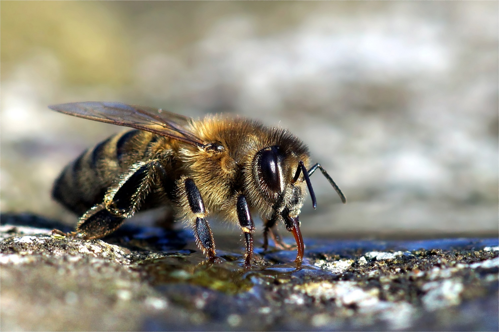 Biene beim Trinken Foto & Bild tiere, wildlife, insekten Bilder auf