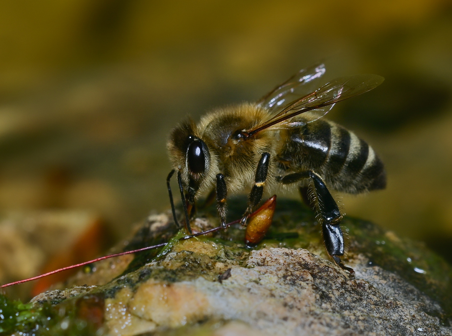 Biene beim trinken