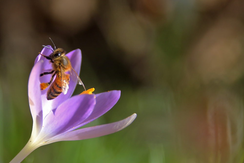 Biene beim Verlassen der Krokusblüte