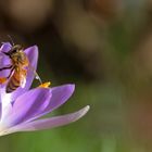 Biene beim Verlassen der Krokusblüte