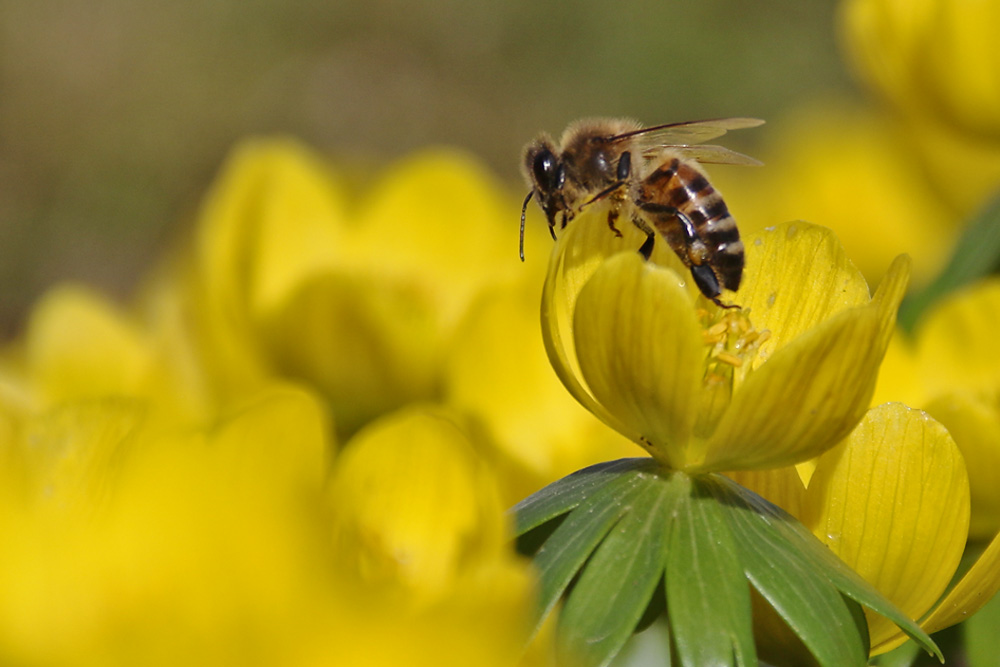 Biene beim Verlassen der Winterlingblüte