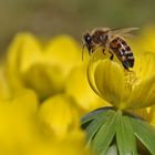 Biene beim Verlassen der Winterlingblüte