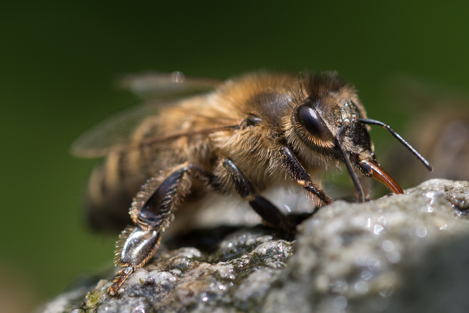 Biene beim Wasserholen (Macro)