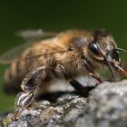 Biene beim Wasserholen (Macro)